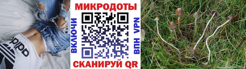 hydra онион  Муравленко  Псилоцибиновые грибы мицелий 